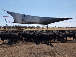 What is Livestock Heat Stress and the Impact of Shade Structures?