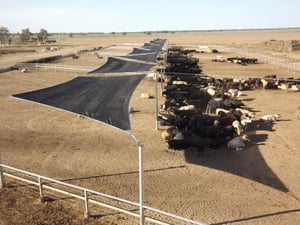 The Benefits of Livestock Shade Structures